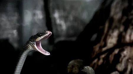 Atenție la șerpi! Doi bărbați au ajuns la spital după ce au fost mușcați de reptile