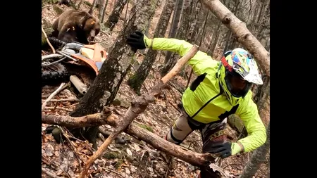 VIDEO| Un pilot enduro, ATACAT de un urs „deranjat” din somn de motocicletă