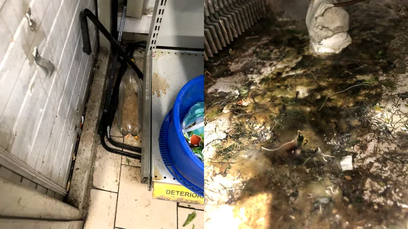 GALERIE FOTO | Gândaci morți, rugină și resturi alimentare în mai multe magazine Profi din București
