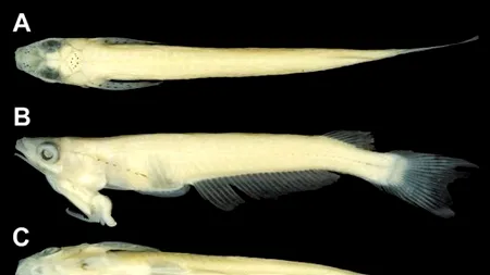 Un pește al cărui penis este situat la nivelul gâtului, descoperit în Vietnam