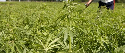 Captură RECORD de cannabis într-un sat din România. Câte tone au descoperit procurorii DIICOT pe terenul bunicului 
