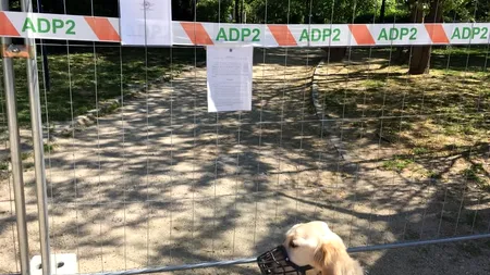 RESTRICȚII. Cum resimt cățeii starea de urgență? Sfaturile unui psiholog de animale pentru pregătirea ieșirii din carantină