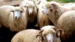 Protest al oierilor în București. Crescătorii cer reluarea de urgență a exporturilor de ovine și demisia președintelui ANSVSA
