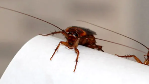 Primăvara se întorc carcalacii. Cum să ții gândacii de bucătărie departe de casa ta pentru totdeauna