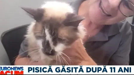 Motan găsit după 11 ani. O asociație l-a descoperit lângă tomberoane, la un kilometru de casa stăpânei