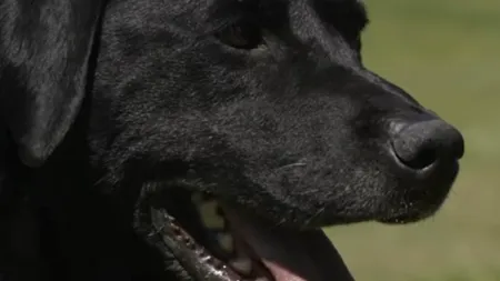 O cățelușă din SUA și-a regăsit stăpânii după zece ani. Abby dispăruse fără urmă în 2008 și familia o credea moartă