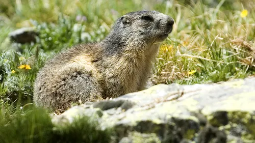 Imagini rare surprinse în Munții Retezat: O familie de marmote a ieșit din hibernare și se bucură de soare - VIDEO