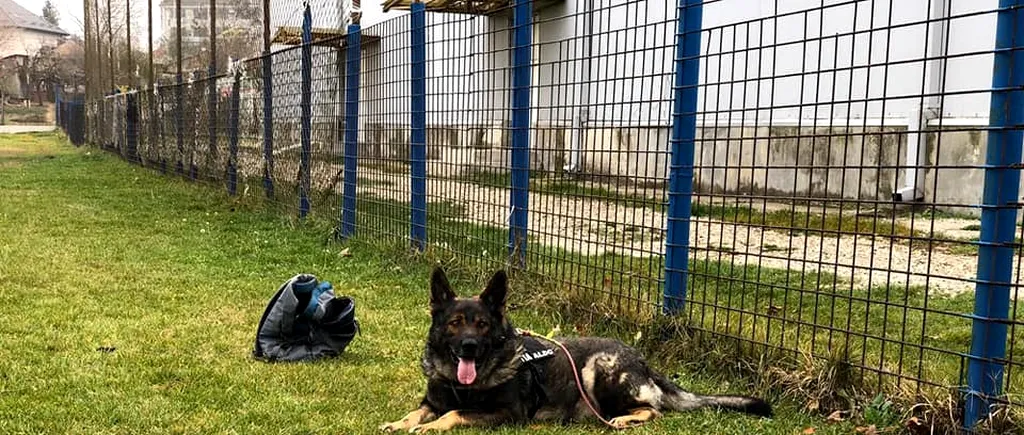 „Salvați-l pe Aldo, câinele polițist! Petiția prin care peste 8.000 de cetățeni fac apel la MAI să îi dea o șansă lui Aldo/ Câinele e izolat și sedat fiindcă refuză noul partener, impus după ce instructorul său a ieșit la pensie