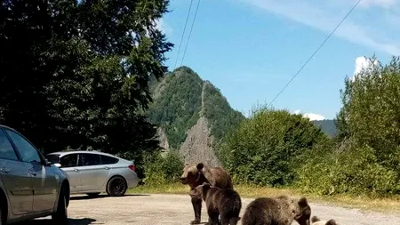 Șofer din București, amendat pentru că hrănea urșii. Bărbatul se afla în zona Barajului Vidraru și le dădea mâncare animalelor direct din autoturism