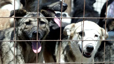 Cât costă la Bârlad sterilizarea într-o rulotă a 500 de maidanezi