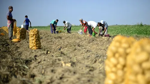 CÂT câștigă românii care lucrează în agricultura noastră
