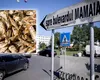 Ce reacție a avut un turist când a văzut prețul unei porții de hamsii în stațiunea Mamaia. „E la preț de aur!”