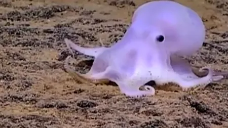 Casper există și este o caracatiță. Unde a a fost descoperit simpaticul animal 