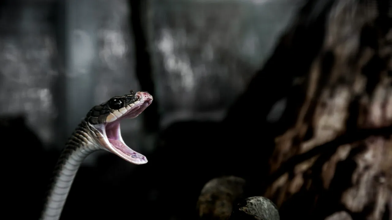 Atenție la șerpi! Doi bărbați au ajuns la spital după ce au fost mușcați de reptile