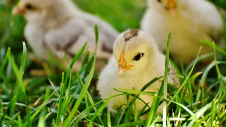 Săptămâna Luminată. Ce NU au voie să face credincioșii în miercurea de după Paște