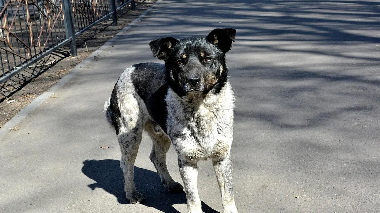 Trei câini fără stăpân, căsăpiți cu toporul de un individ, în județul Iași