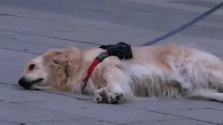 Și câinii pot fi hipnotizați de muzică. O dovedește acest  Golden Retriever. VIDEO