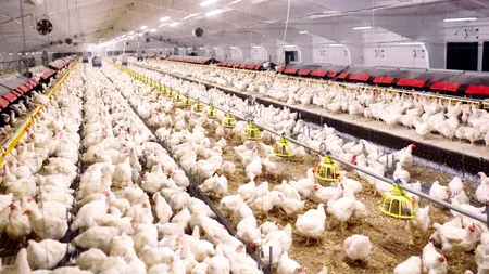 Focare de gripă aviară la mai multe ferme din Olanda și Germania. Sute de mii de păsări vor fi sacrificate