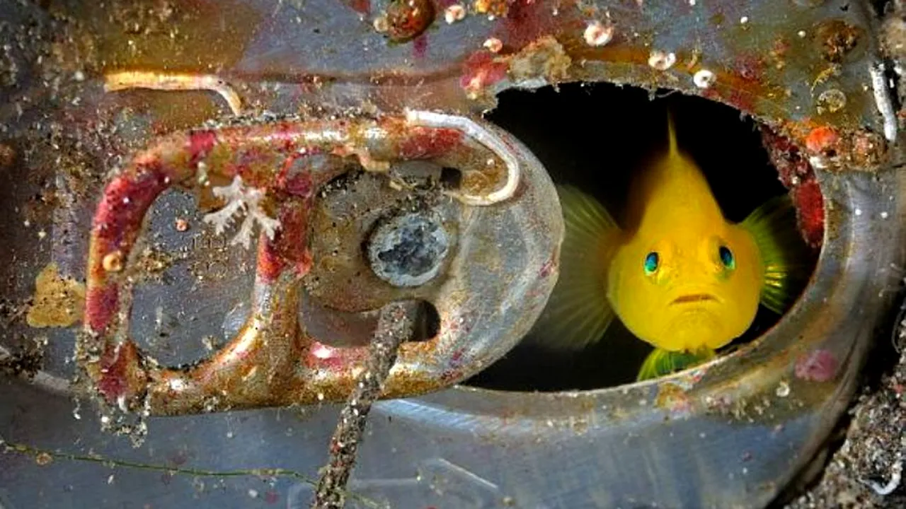 Portrete marine Un fotograf din Noua Zeelandă a surprins o serie de imagini inedite. GALERIE FOTO