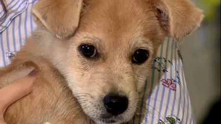 #cugandullaanimale. Proiect inedit implementat de Primăria Capitalei: Elevii vor învăța despre animale / Când învățăm copiii să aibă respect față de animale, vom obține o societate cu adulți care știu ce este compasiunea