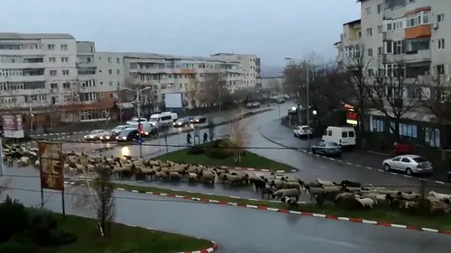 Sute de oi filmate când trec prin centrul Alexandriei, blocând traficul - VIDEO