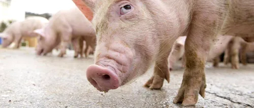 Vrei să mănânci bacon și să rămâi sănătos 100%? Savanții au creat porcii care nu se îngrașă