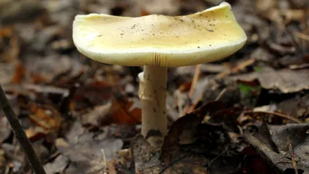 „Mafia culegătorilor de ciuperci români răspândește teroarea în pădurile poloneze”. Autoritățile forestiere sunt îngrijorate