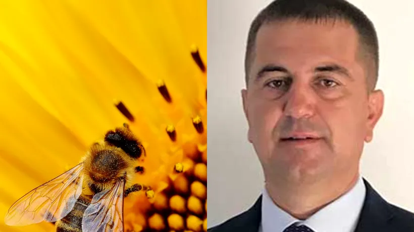 Românii vor plăti factura neautorizării temporare a utilizării neonicotinoidelor la floarea soarelui / Arion, Pro Agro: „Apicultorii nu vor avea unde să-și ducă stupii
