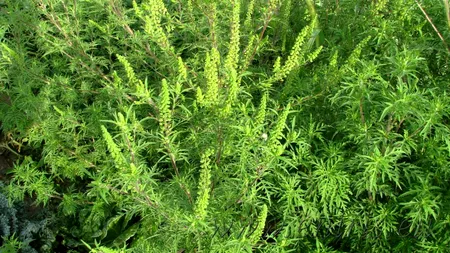 Toți bucureștenii, amendați cu mii de lei de PMB, dacă nu distrug ambrozia. Ce este și cum arată cea mai alergenică buruiană din România. PLUS: Cum să te tratezi