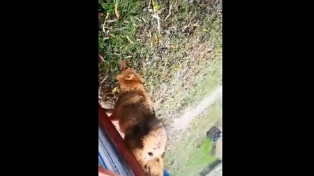 VIDEO | Primar din Tulcea, mesaj pentru parlamentari după ce un șacal s-a blocat în gardul unui localnic: „Ar trebui să fiţi preocupaţi de siguranţa noastră şi a copiilor noştri”