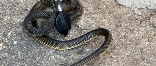 Un șarpe de doi metri, găsit într-o casă din Slatina
