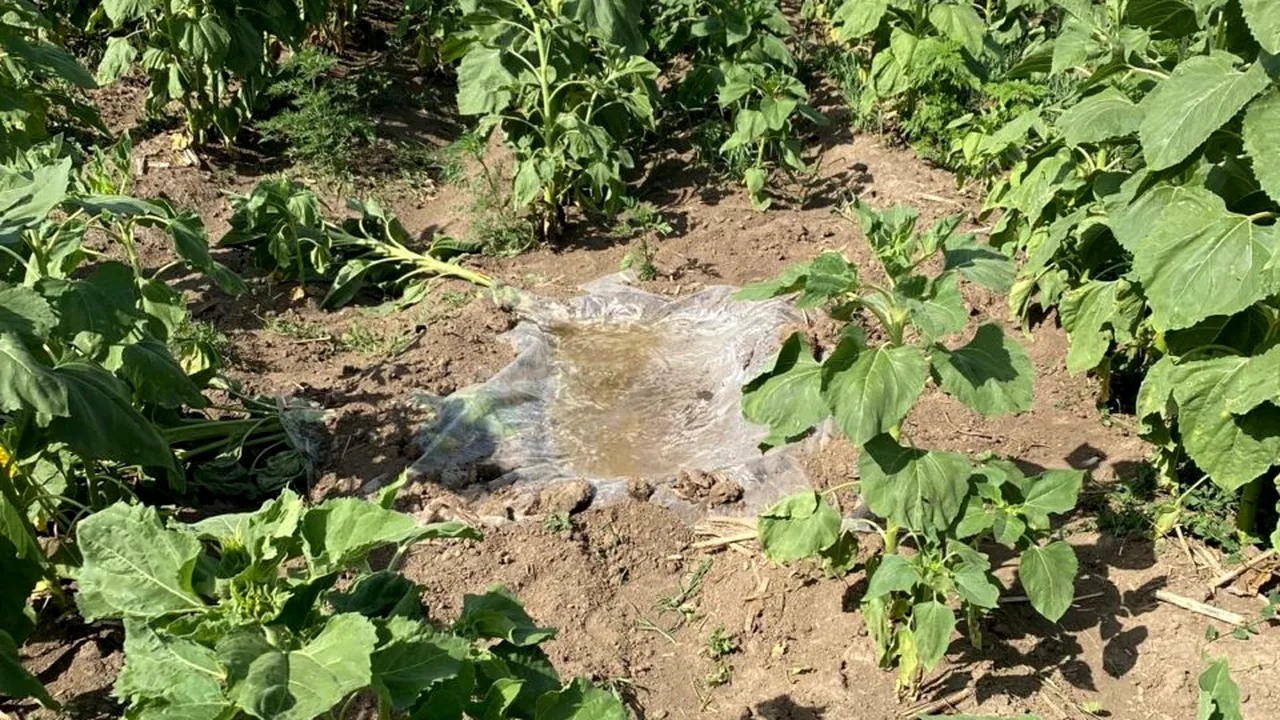 Animalele sălbatice din pădurile din Dolj, salvate de pădurari. Au săpat gropi să pună apă în zilele caniculare