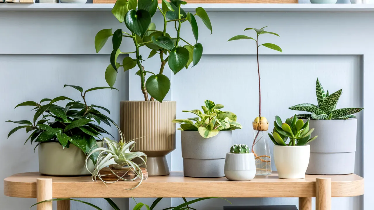 FOLIA de aluminiu, trucul simplu și eficient folosit de grădinari pentru a proteja plantele de dăunători. Cum funcționează această metodă ingenioasă