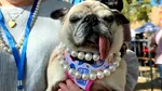 „Cel mai urât câine din lume” a fost ales în California: O cățelușă din rasa mops i-a adus stăpânei un premiu de 5.000 de dolari