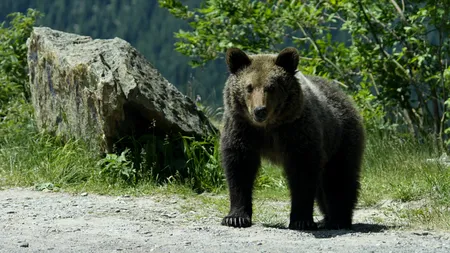 Urșii de pe Transfăgărășan, omorâți cu INSECTICIDE interzise în UE: „În absența statului, oamenii își rezolvă singuri problemele”
