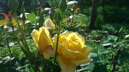 VREMEA DE FLORII 2013. Prognoza meteo pentru 28 aprilie