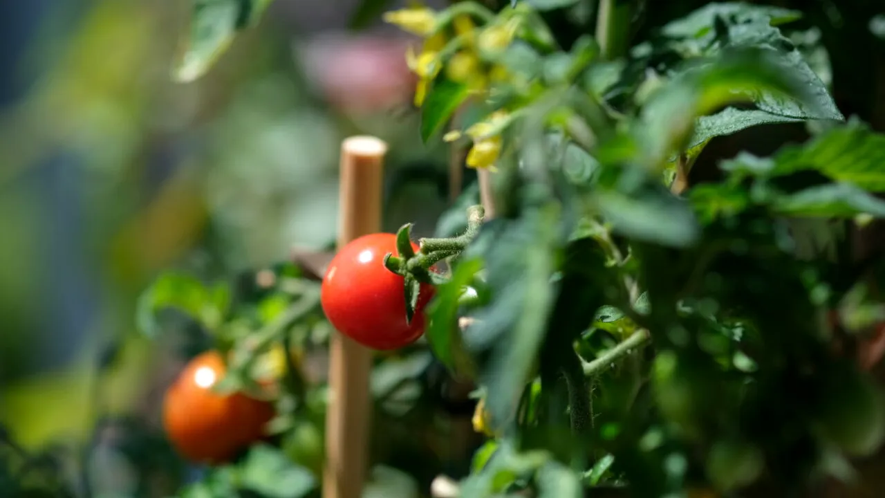 Când, cât și cum se udă corect roșiile, de fapt. SFATURILE esențiale pentru a nu distruge recolta