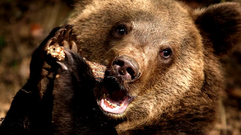 Vânătorii dâmbovițeni au reluat căutarea ursului care a ucis un bărbat de 63 de ani. Prefectul: Acțiunea noastră de astăzi nu urmărește omorârea acestui urs