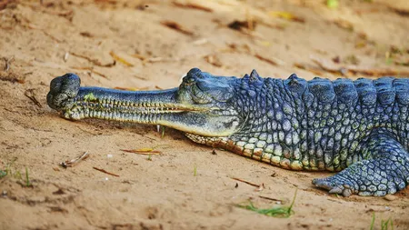 UPDATE: Polițiștii au găsit rămășițele copilului de 12 ani atacat de un CROCODIL în timp ce înota/Peste 100.000 de exemplare împânzesc zona