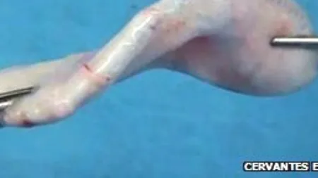 Ureche umană artificială, crescută în laborator