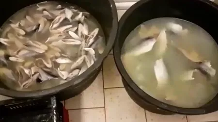 16 persoane care aduceau pește stricat în România au fost reținute. Cum acționa grupul infracțional - VIDEO