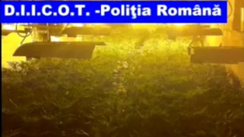 DIICOT: Cea mai mare cultură de cannabis din România, descoperită în Arad. VIDEO