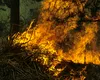 INCENDIU uriaș la marginea Capitalei! Zeci de hectare de vegetație ard necontrolat!