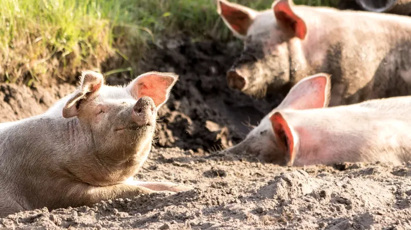 Focar de pestă porcină la o fermă din Timiş. Zeci de mii de porci vor fi sacrificaţi