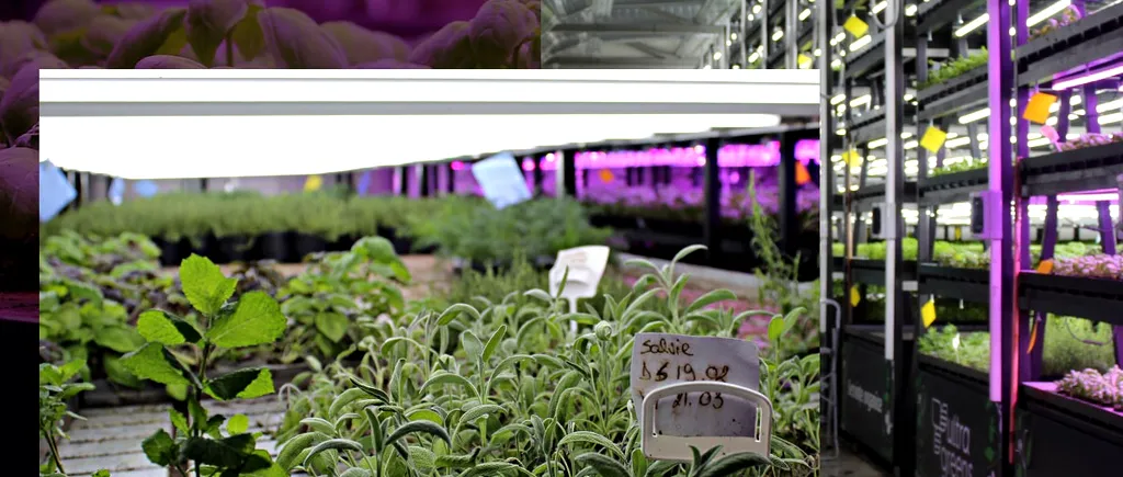 EXCLUSIV VIDEO| Agricultura viitorului. Cum arată sera verticală care produce plante proaspete indiferent de vreme. ”Folosesc cu 95% mai puțină apă”