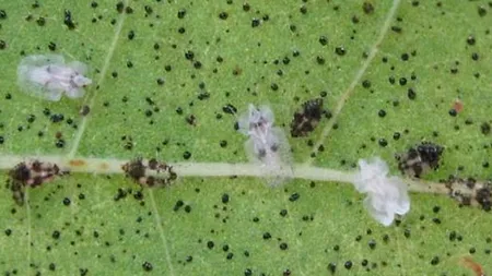 O nouă specie de insecte s-a înmulţit în România. Insectele agresive sunt imune la substanţele chimice