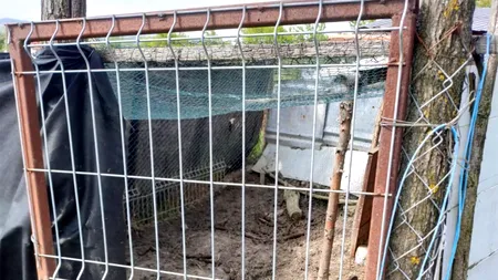 De necrezut ce animal de companie avea un tânăr de 27 de ani din Cluj. A fost amendat cu 1.000 de lei