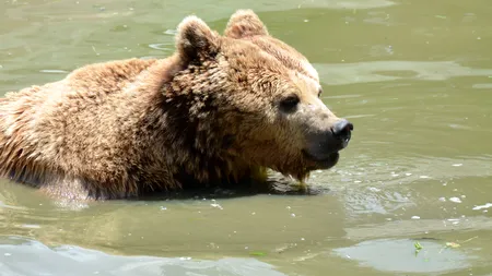 Grădina zoologică din Brașov, redeschisă publicului după doi ani