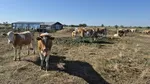Pășunile din Olt, pârjolite de caniculă. Animalele sunt hrănite cu castraveți și pepeni