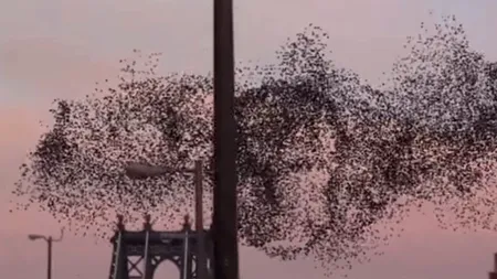 Un clip de 11 secunde a devenit viral datorită unui detaliu pe care puțini îl văd. Cine 